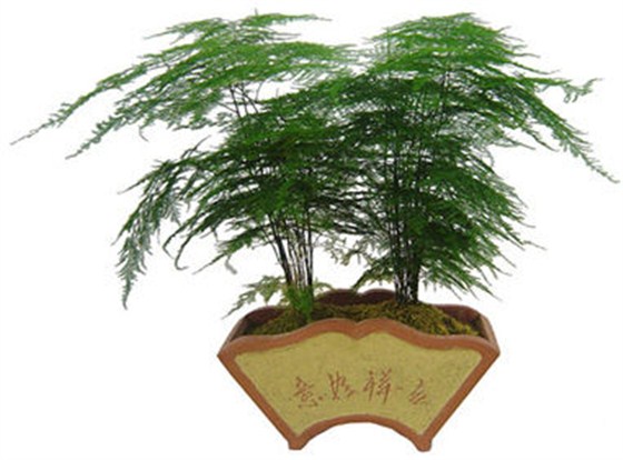 文竹盆栽