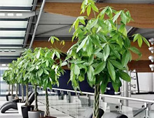 种植特色植物,市场前景看好