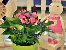 【莱之秀动态】花卉对土壤有什么要求?