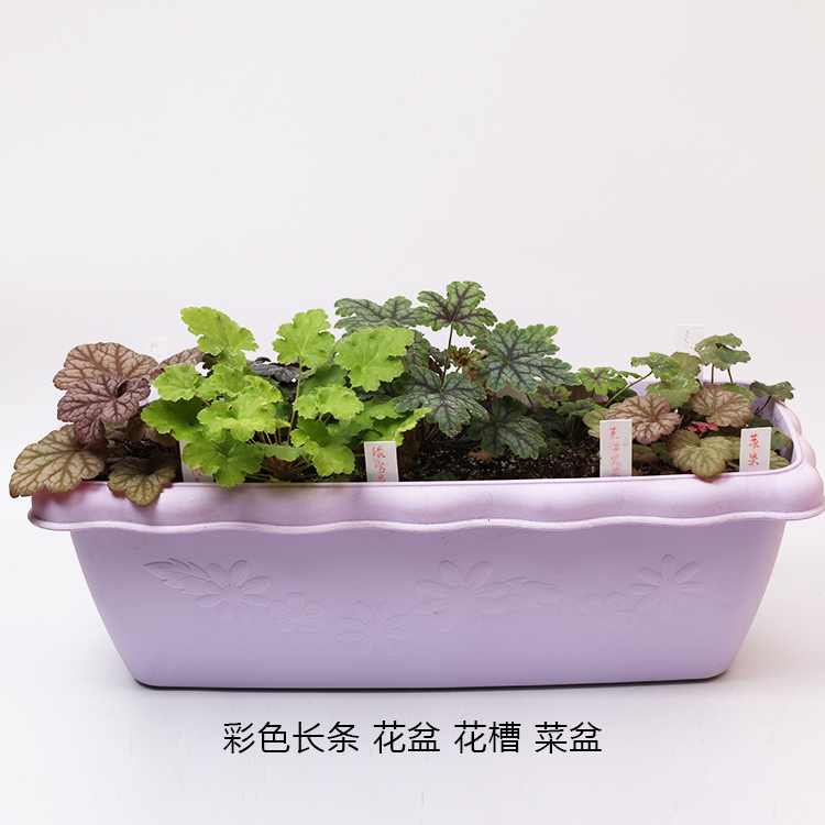 阳台：养花是时尚，种菜也很小资